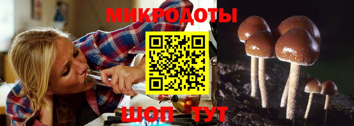 Псилоцибиновые грибы Psilocybe Волхов